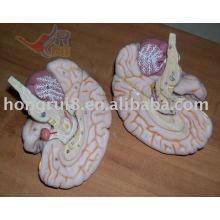 ISO Advanced brain anatomical model, human brain model